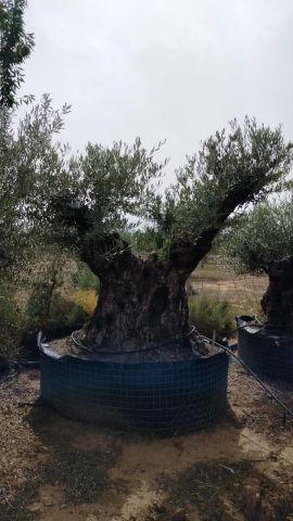 OLEA EUROPAEA-BONSAI CPTM 200/+ HT 200/250
