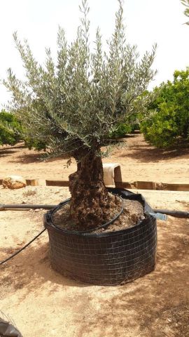 OLEA EUROPAEA BONSAI CPTM 60/80 HT175/200