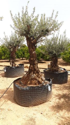 OLEA EUROPAEA BONSAI CPTM 60/80 HT175/200