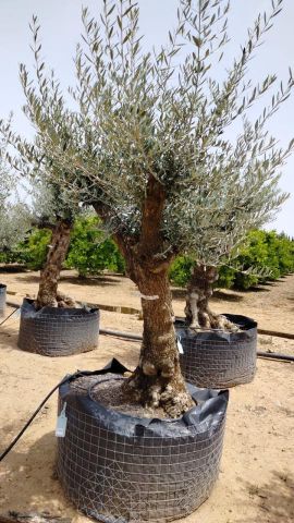 OLEA EUROPAEA BONSAI CPTM 60/80 HT175/200