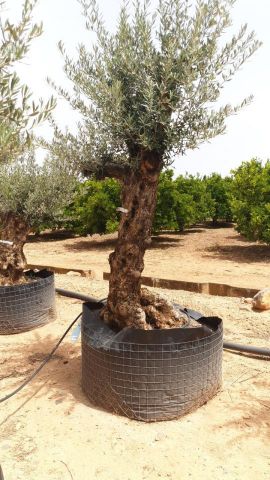 OLEA EUROPAEA BONSAI CPTM 60/80 HT175/200