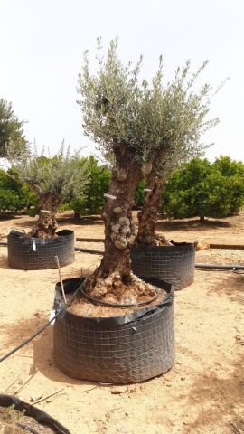 OLEA EUROPAEA BONSAI CPTM 60/80 HT175/200