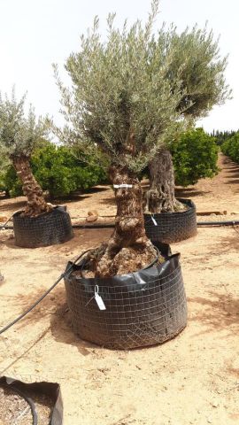 OLEA EUROPAEA BONSAI CPTM 60/80 HT175/200