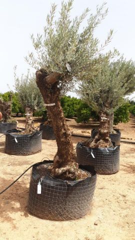 OLEA EUROPAEA BONSAI CPTM 60/80 HT175/200