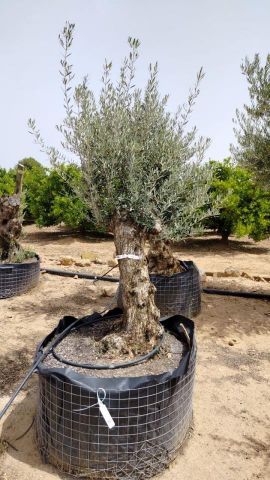 OLEA EUROPAEA BONSAI CPTM 60/80 HT175/200