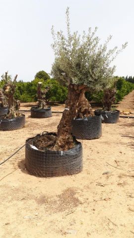 OLEA EUROPAEA BONSAI CPTM 60/80 HT175/200