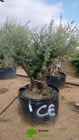 OLEA EUROPAEA BONSAI CPTM 60/80 HT175/200