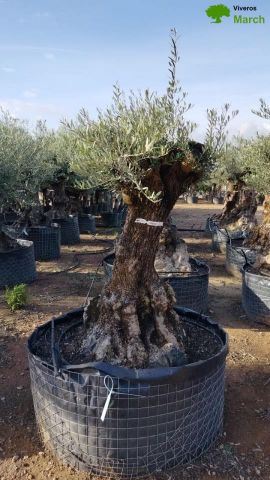 OLEA EUROPAEA BONSAI CPTM 60/80 HT175/200