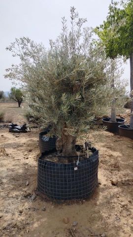 OLEA EUROPAEA BONSAI CPTM 80/100 HT200/250