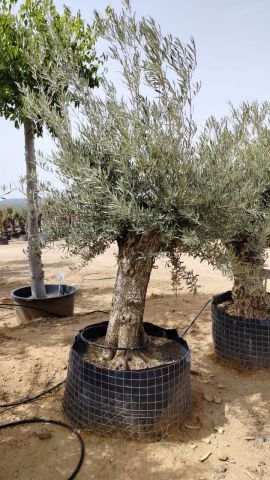 OLEA EUROPAEA BONSAI CPTM 80/100 HT200/250