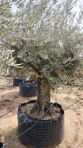OLEA EUROPAEA BONSAI CPTM 80/100 HT200/250