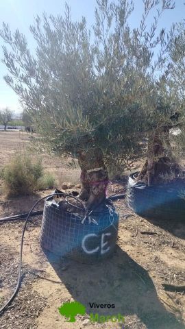 OLEA EUROPAEA BONSAI CPTM 80/100 HT200/250