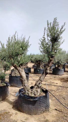 OLEA EUROPAEA BONSAI CPTM 80/100 HT200/250