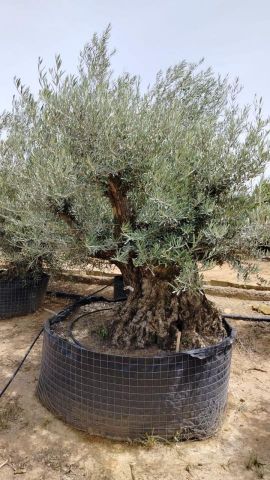 OLEA EUROPAEA BONSAI CPTM 80/100 HT200/250
