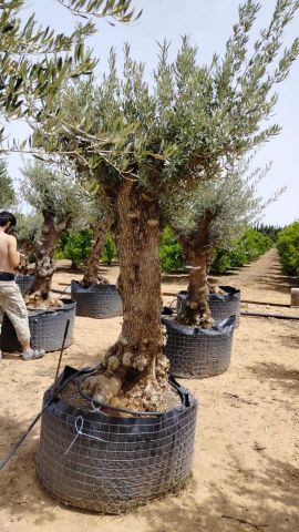 OLEA EUROPAEA BONSAI CPTM 80/100 HT200/250
