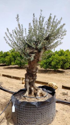 OLEA EUROPAEA BONSAI CPTM 80/100 HT200/250