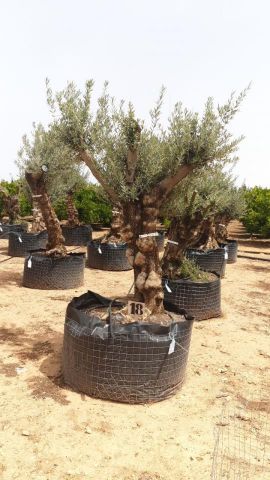 OLEA EUROPAEA BONSAI CPTM 80/100 HT200/250