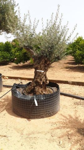 OLEA EUROPAEA BONSAI CPTM 80/100 HT200/250