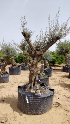 OLEA EUROPAEA BONSAI CPTM 80/100 HT200/250