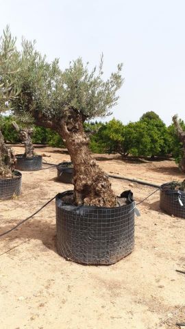 OLEA EUROPAEA BONSAI CPTM 80/100 HT200/250