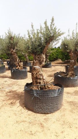 OLEA EUROPAEA BONSAI CPTM 80/100 HT200/250