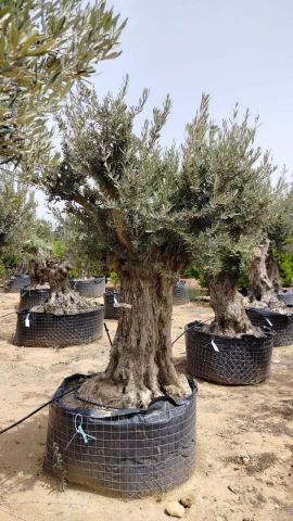 OLEA EUROPAEA BONSAI CPTM 80/100 HT200/250