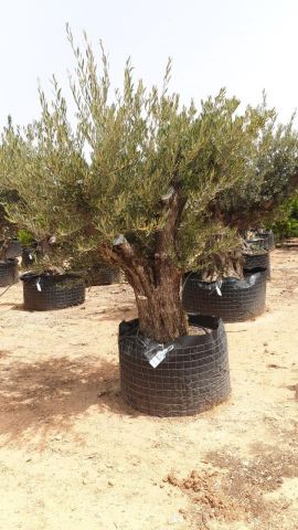 OLEA EUROPAEA BONSAI CPTM 80/100 HT200/250