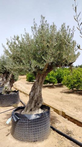 OLEA EUROPAEA BONSAI CPTM 80/100 HT200/250