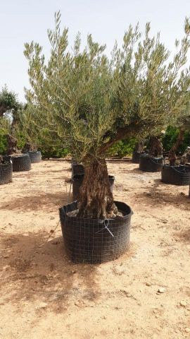 OLEA EUROPAEA BONSAI CPTM 80/100 HT200/250