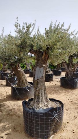OLEA EUROPAEA BONSAI CPTM 80/100 HT200/250