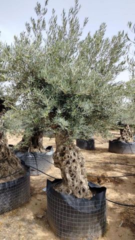 OLEA EUROPAEA BONSAI CPTM 80/100 HT200/250