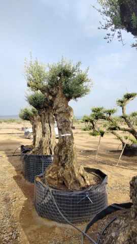 OLEA EUROPAEA-BONSAI-ALTO 270/350 HT 100/120 TR