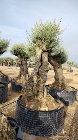 OLEA EUROPAEA-BONSAI-ALTO 270/350 HT 100/120 TR