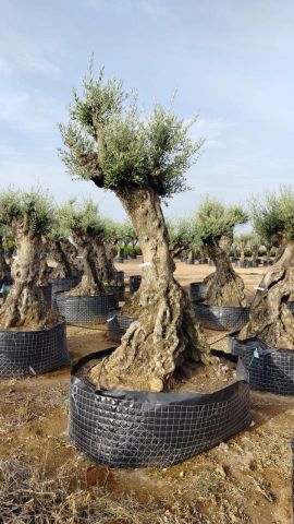 OLEA EUROPAEA-BONSAI-ALTO 270/350 HT 100/120 TR