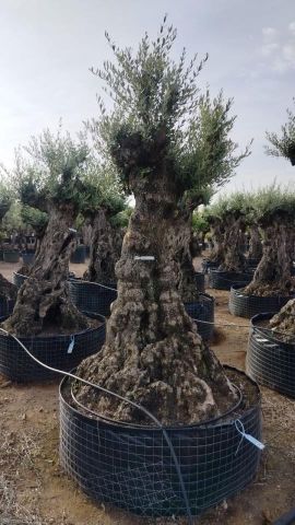 OLEA EUROPAEA-BONSAI-ALTO 270/350 HT 100/120 TR