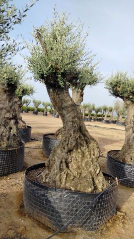 OLEA EUROPAEA-BONSAI-ALTO 270/350 HT 100/120 TR