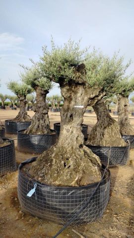 OLEA EUROPAEA-BONSAI-ALTO 270/350 HT 100/120 TR