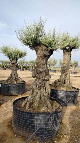 OLEA EUROPAEA-BONSAI-ALTO 270/350 HT 100/120 TR
