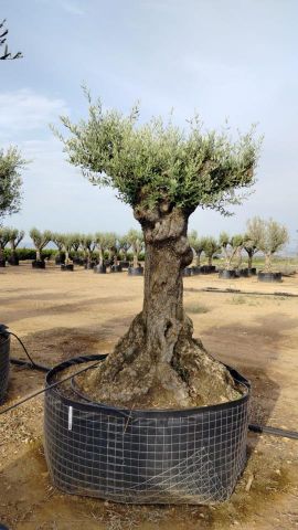 OLEA EUROPAEA-BONSAI-ALTO 270/350 HT 100/120 TR