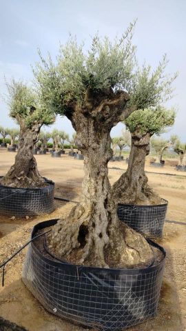 OLEA EUROPAEA-BONSAI-ALTO 270/350 HT 100/120 TR