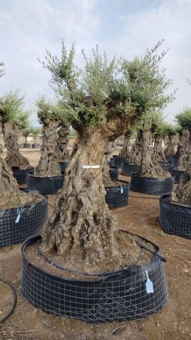 OLEA EUROPAEA-BONSAI-ALTO 270/350 HT 100/120 TR