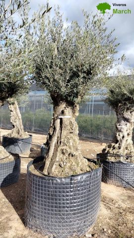 OLEA EUROPAEA-BONSAI-ALTO 270/350 HT 100/120 TR