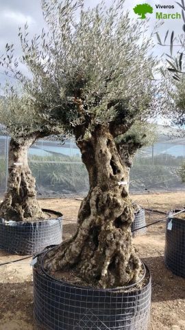 OLEA EUROPAEA-BONSAI-ALTO 270/350 HT 100/120 TR