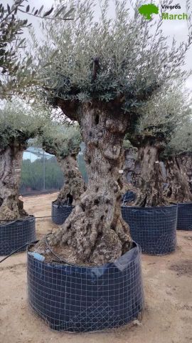 OLEA EUROPAEA-BONSAI-ALTO 270/350 HT 100/120 TR