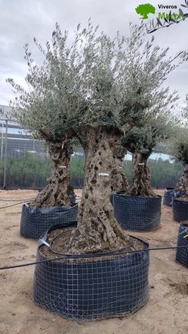 OLEA EUROPAEA-BONSAI-ALTO 270/350 HT 100/120 TR