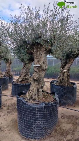 OLEA EUROPAEA-BONSAI-ALTO 270/350 HT 100/120 TR