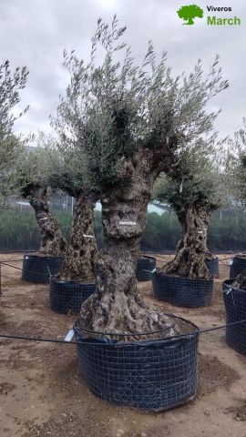 OLEA EUROPAEA-BONSAI-ALTO 270/350 HT 100/120 TR