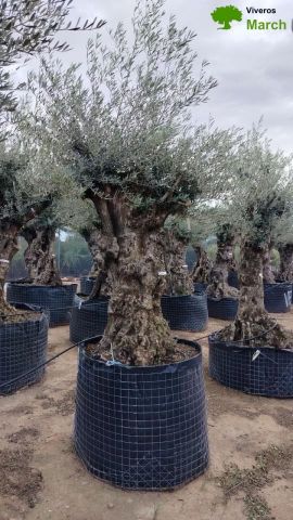 OLEA EUROPAEA-BONSAI-ALTO 270/350 HT 100/120 TR