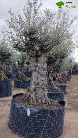 OLEA EUROPAEA-BONSAI-ALTO 270/350 HT 100/120 TR