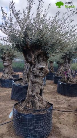 OLEA EUROPAEA-BONSAI-ALTO 270/350 HT 100/120 TR